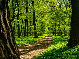 Path in the Forest